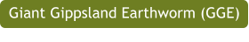 Giant Gippsland Earthworm (GGE)
