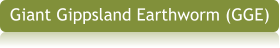 Giant Gippsland Earthworm (GGE)