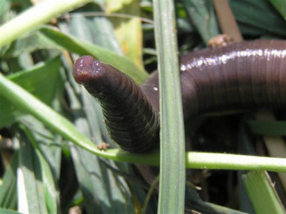 Giant Gippsland Earthworm