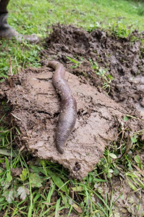 Giant Gippsland Earthworm (GGE)