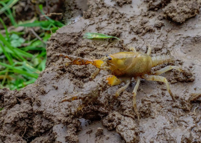 Gippsland Burrowing Crayfish Often Found In GGE Habitat