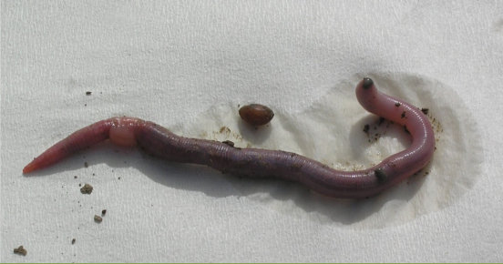 Adult Introduced Worm (Note Swollen Clitellum) And Egg Cocoon.