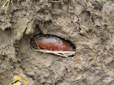 Egg Cocoon In Soil Chamber
